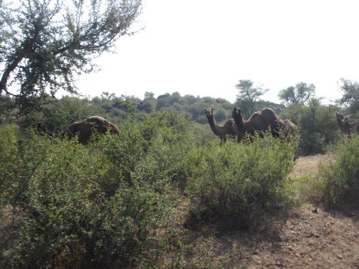 Pushkar Trail - Safari en Inde