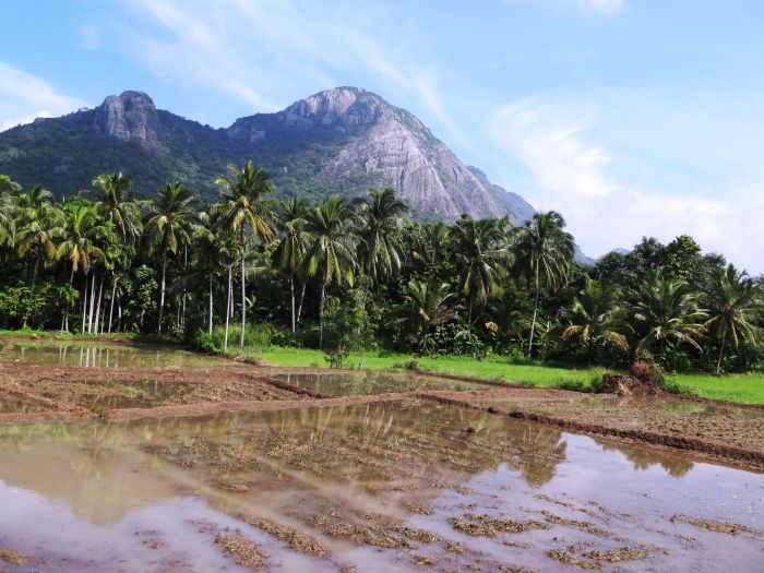Safari et plage au Sri Lanka