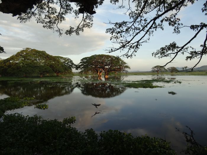 Safari et plage au Sri Lanka