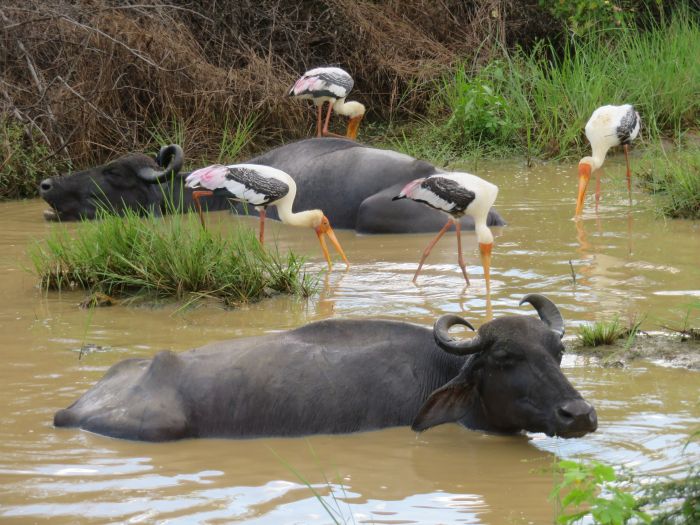 Safari et plage au Sri Lanka