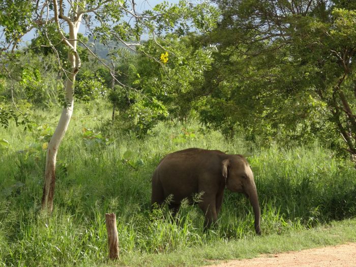 Safari et plage au Sri Lanka