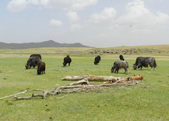 Mongolie centrale et steppes nomades
