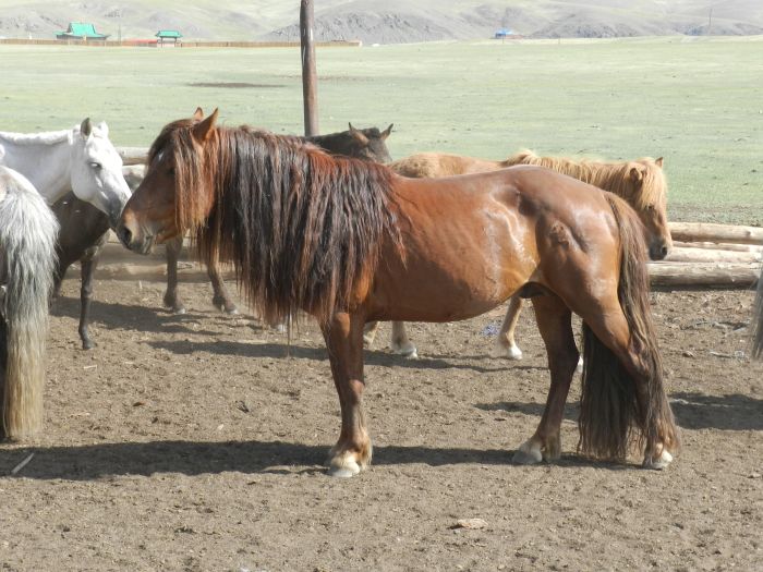 Mongolie centrale et steppes nomades