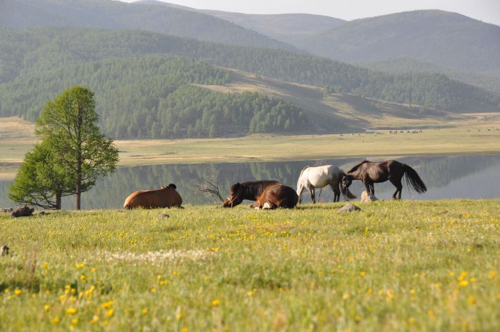 Mongolie centrale et steppes nomades