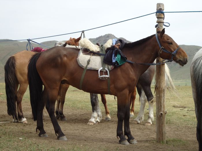 Mongolie centrale et steppes nomades