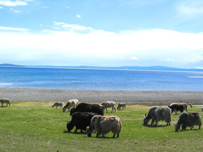 Randonnée sur le lac Hovsgol