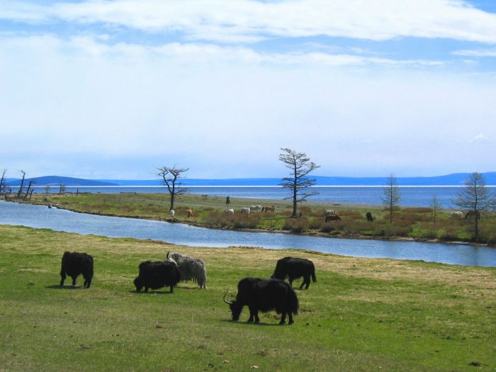 Randonnée sur le lac Hovsgol