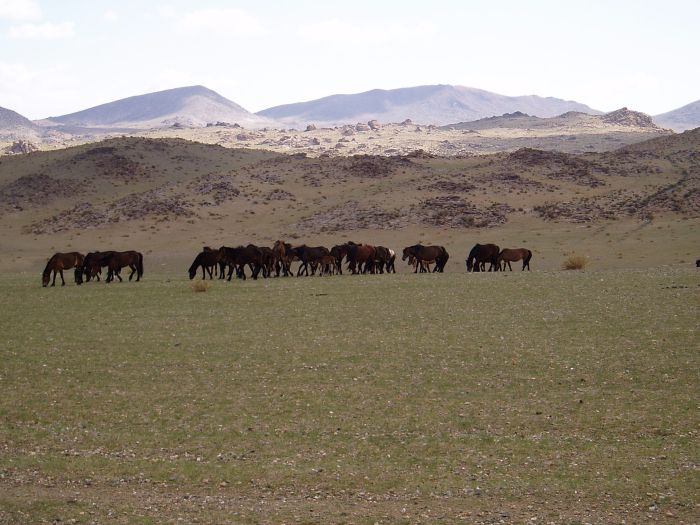 Montagnes de l'Altaï : au pays des aigles