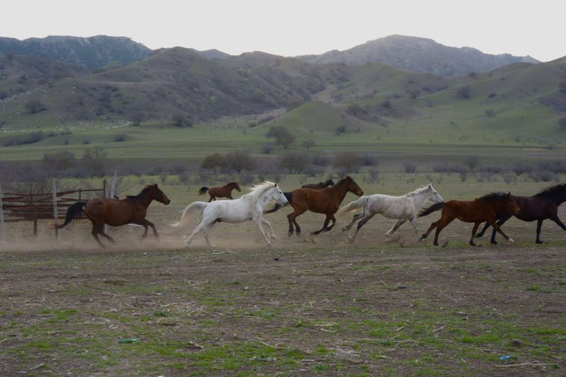 Aventure à cheval Géorgie
