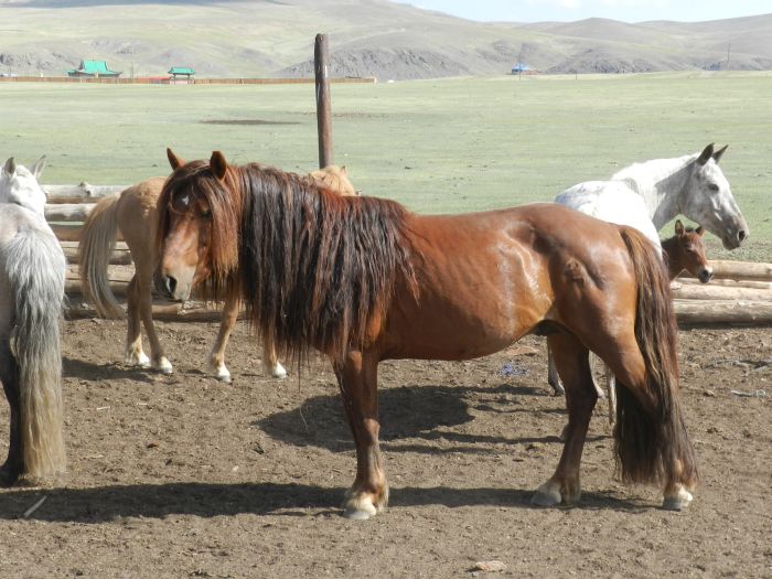 Sur les traces de Gengis Khan