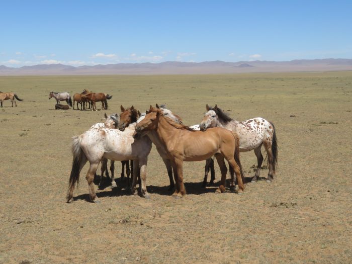 Randonnée dans la steppe de Gobi