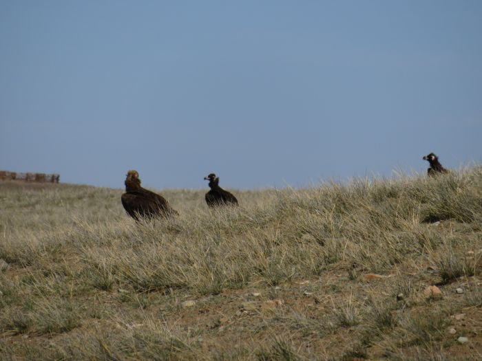 Randonnée dans la steppe de Gobi