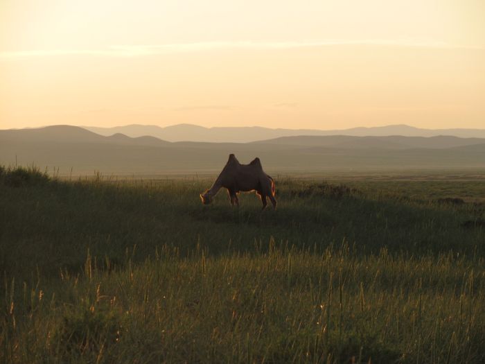 Randonnée dans la steppe de Gobi