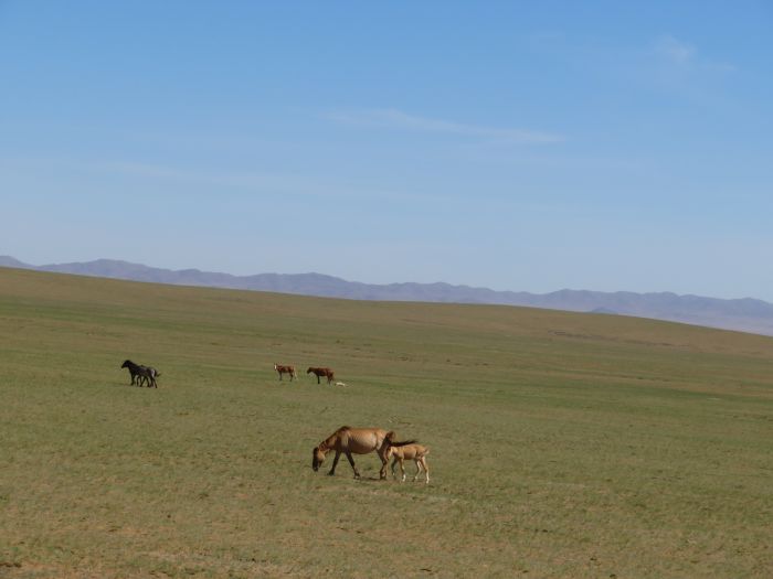 Randonnée dans la steppe de Gobi