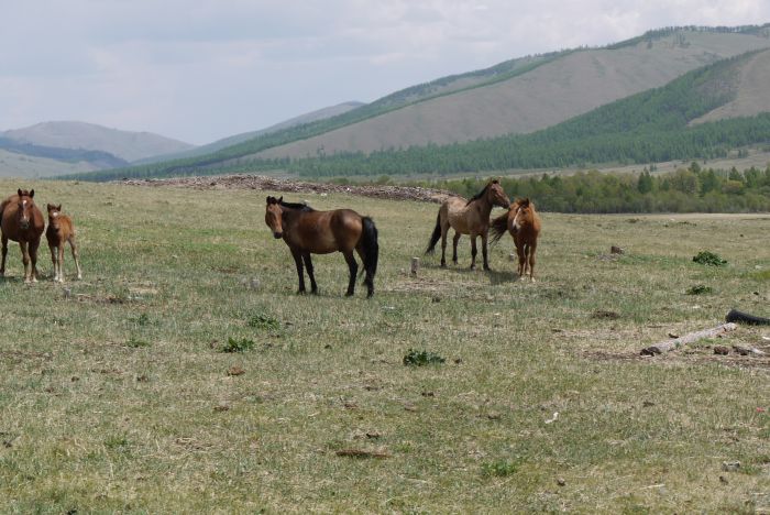 Expédition dans les steppes de Mongolie