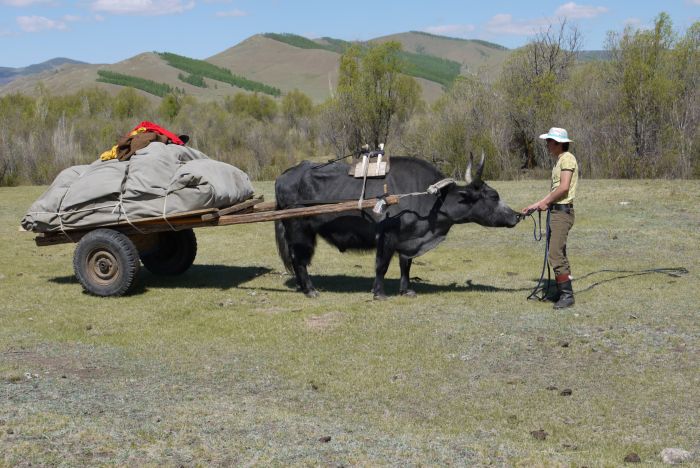 Expédition dans les steppes de Mongolie