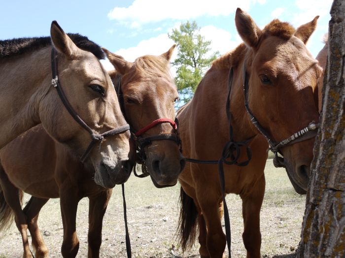 Expédition dans les steppes de Mongolie
