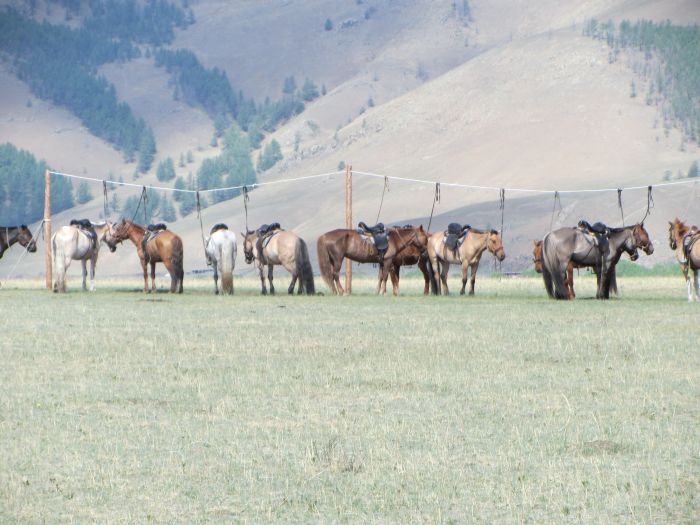 Expédition dans les steppes de Mongolie