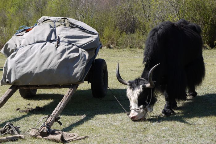 Expédition dans les steppes de Mongolie