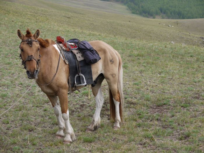 Expédition dans les steppes de Mongolie