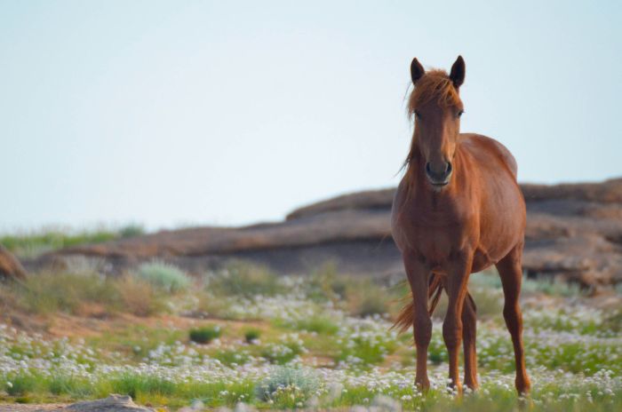 Expédition dans les steppes de Mongolie