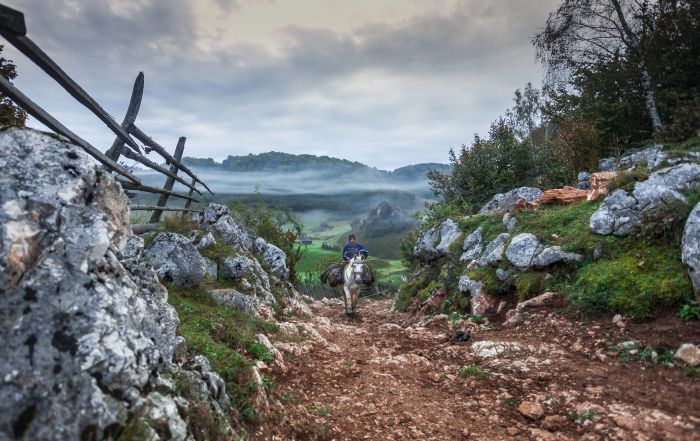 Sur les traces des ours