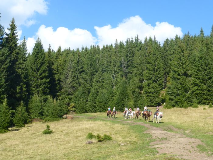 Sur les traces des ours