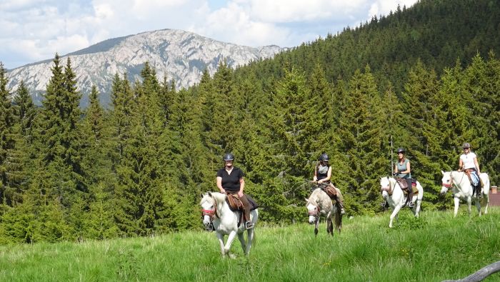 Sur les traces des ours