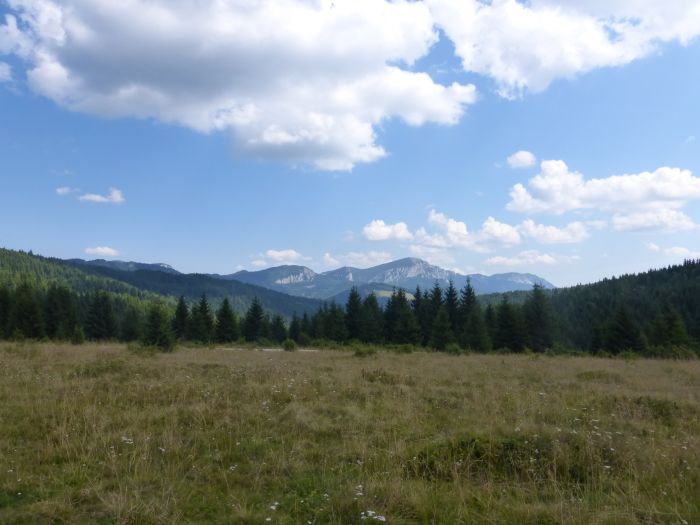 Sur les traces des ours