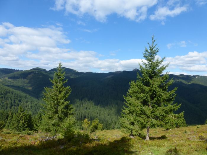 Sur les traces des ours