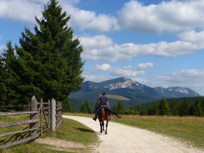Sur les traces des ours