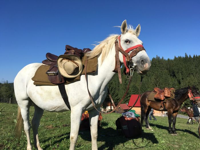 Sur les traces des ours