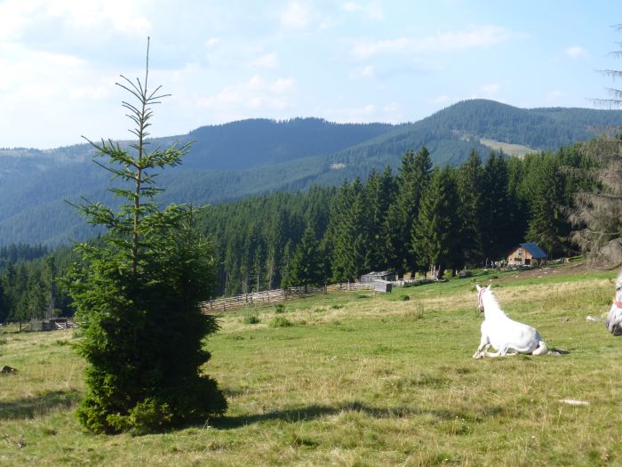 Sur les traces des ours