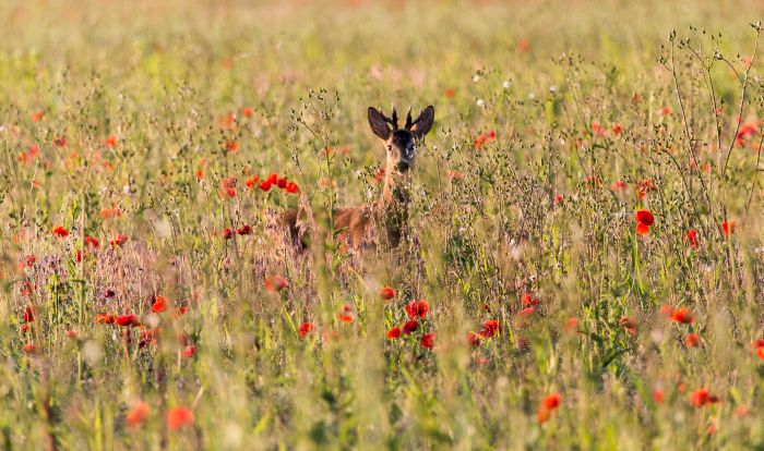 Sur les traces des ours