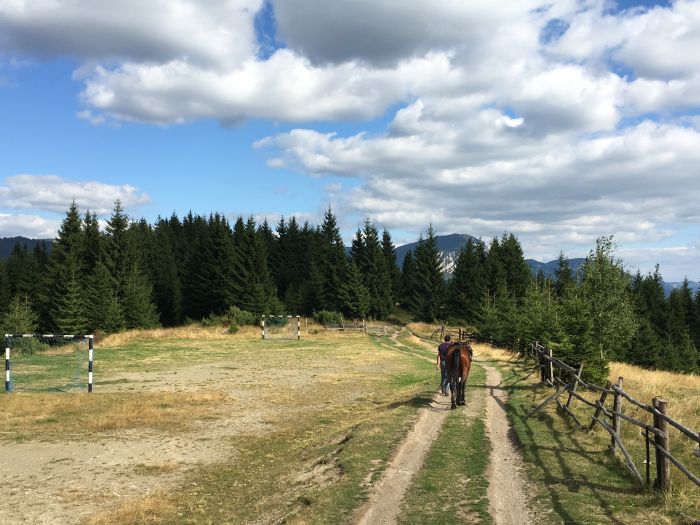 Sur les traces des ours