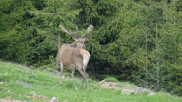 Sur les traces des ours