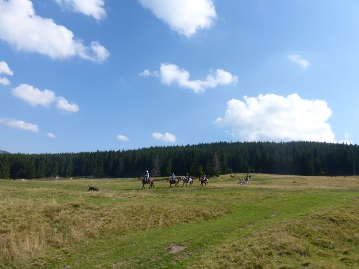 Sur les traces des ours