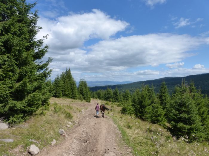 Sur les traces des ours