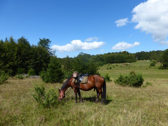 Sur les traces des ours