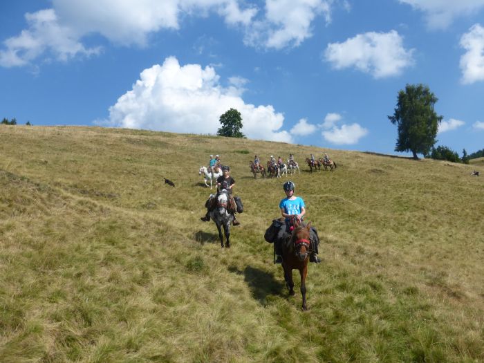 Sur les traces des ours