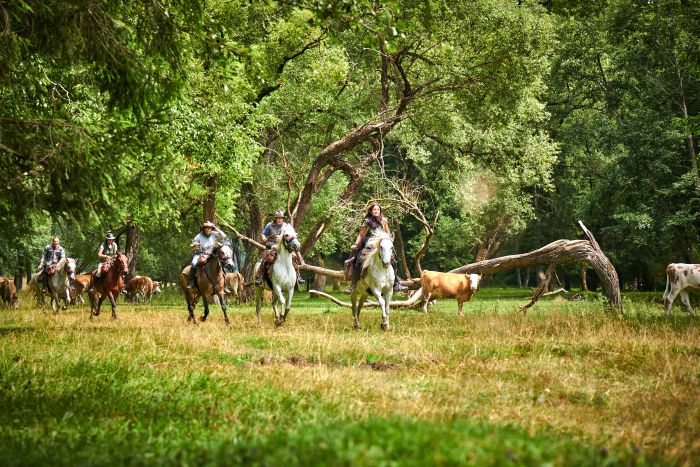 Sur les traces des ours