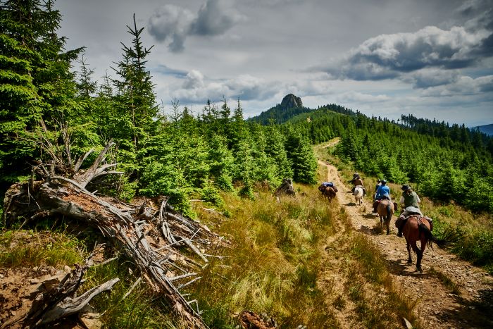 Sur les traces des ours