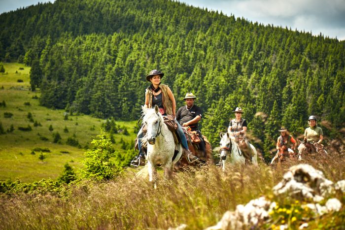 Sur les traces des ours