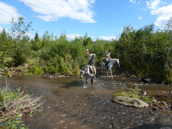 Sur les traces des ours