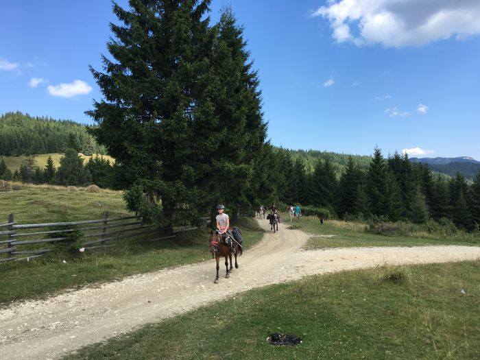 Sur les traces des ours