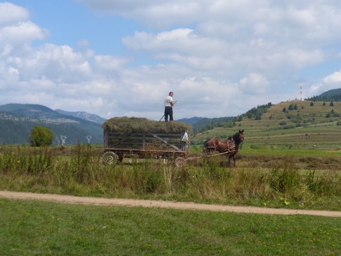 Sur les traces des ours