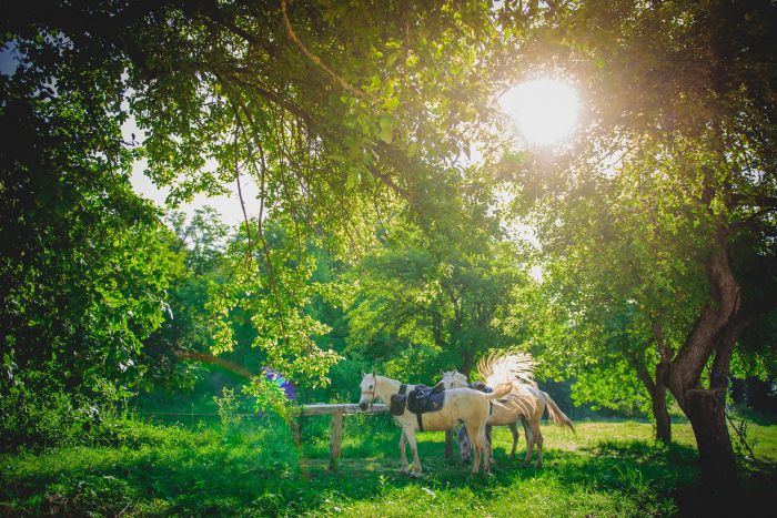 Culture et nature de Transylvanie