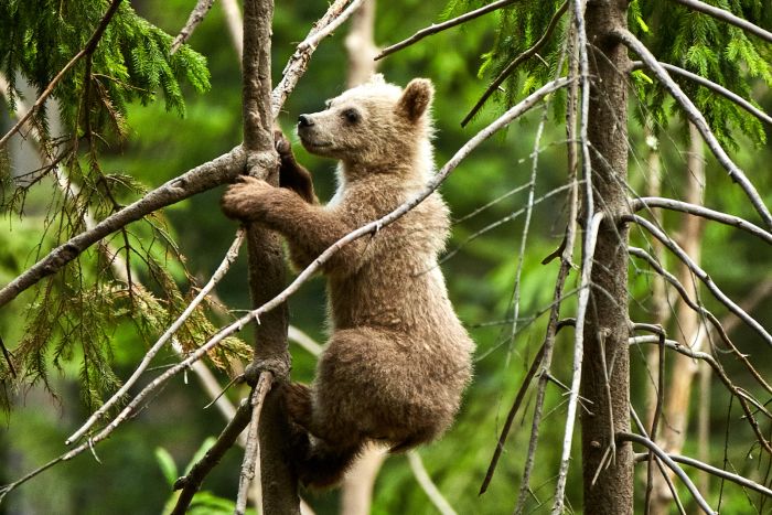 Randonn&eacute;e d'aventure des Carpates