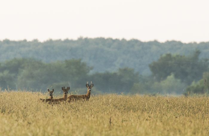 Randonn&eacute;e d'aventure des Carpates