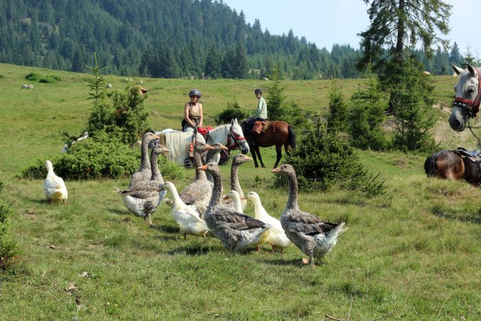 Randonn&eacute;e d'aventure des Carpates